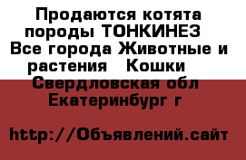 Продаются котята породы ТОНКИНЕЗ - Все города Животные и растения » Кошки   . Свердловская обл.,Екатеринбург г.